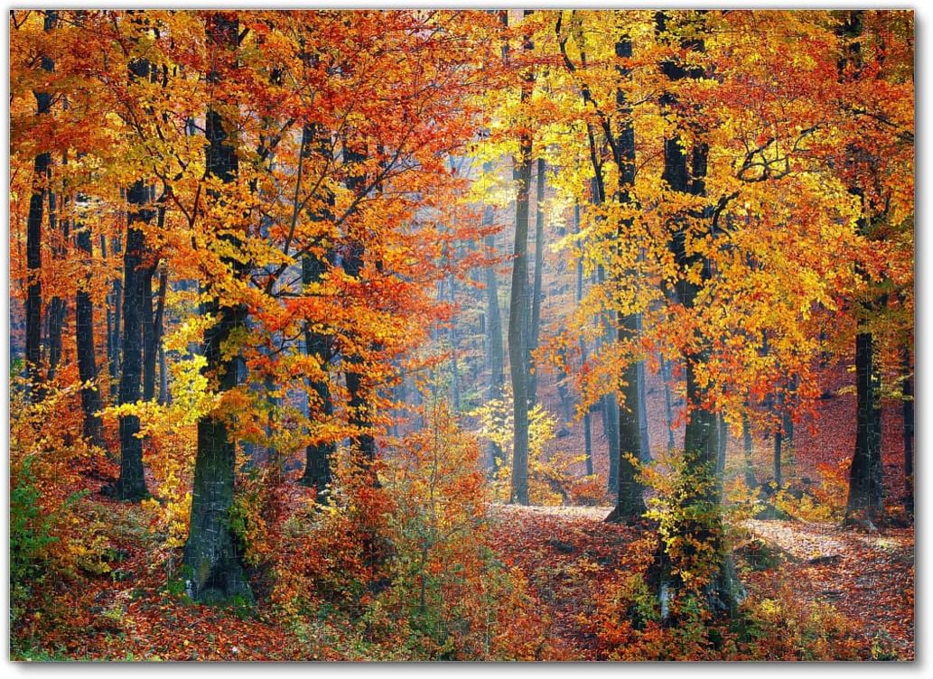 Autumn Forest Landscape