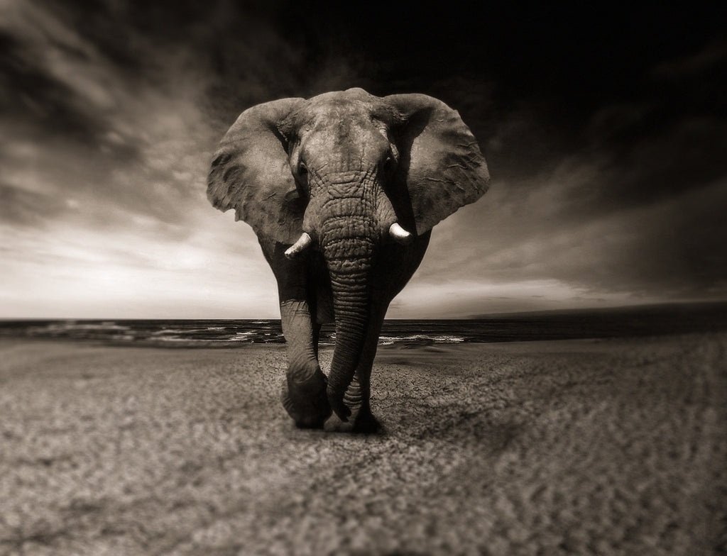 Elephant in Black and White