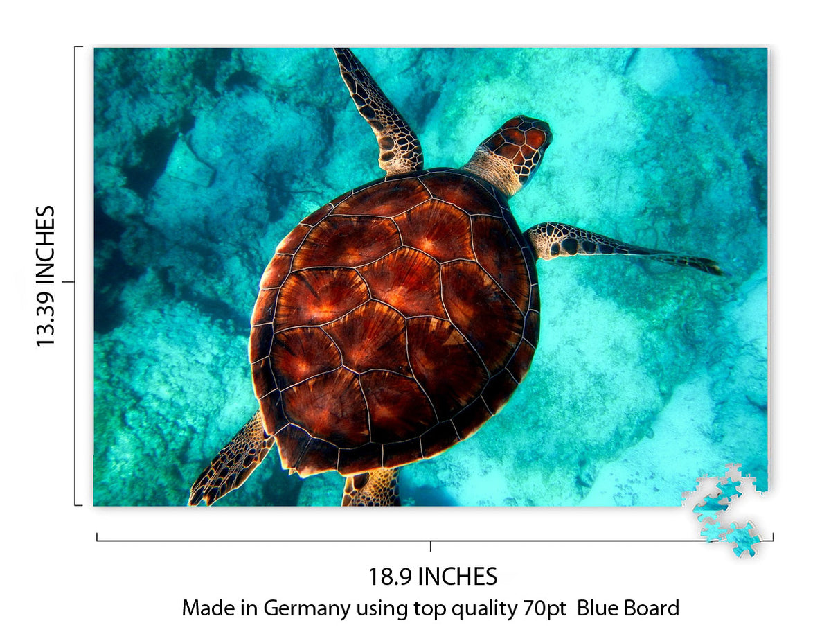 Sea Turtle