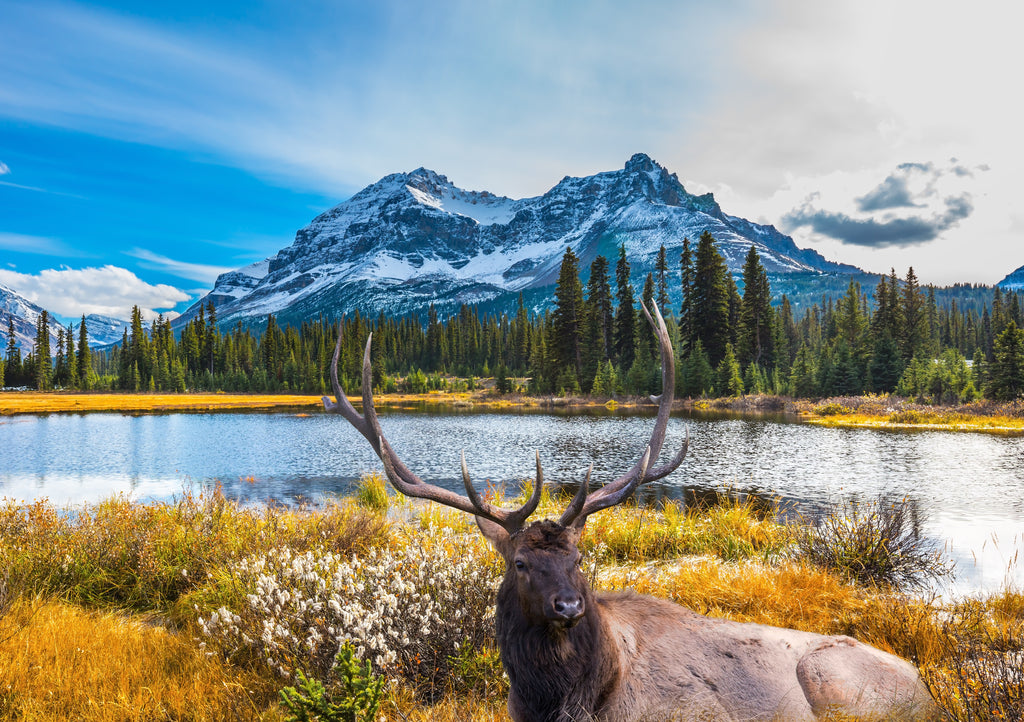 Stag in a Mountain Landscape