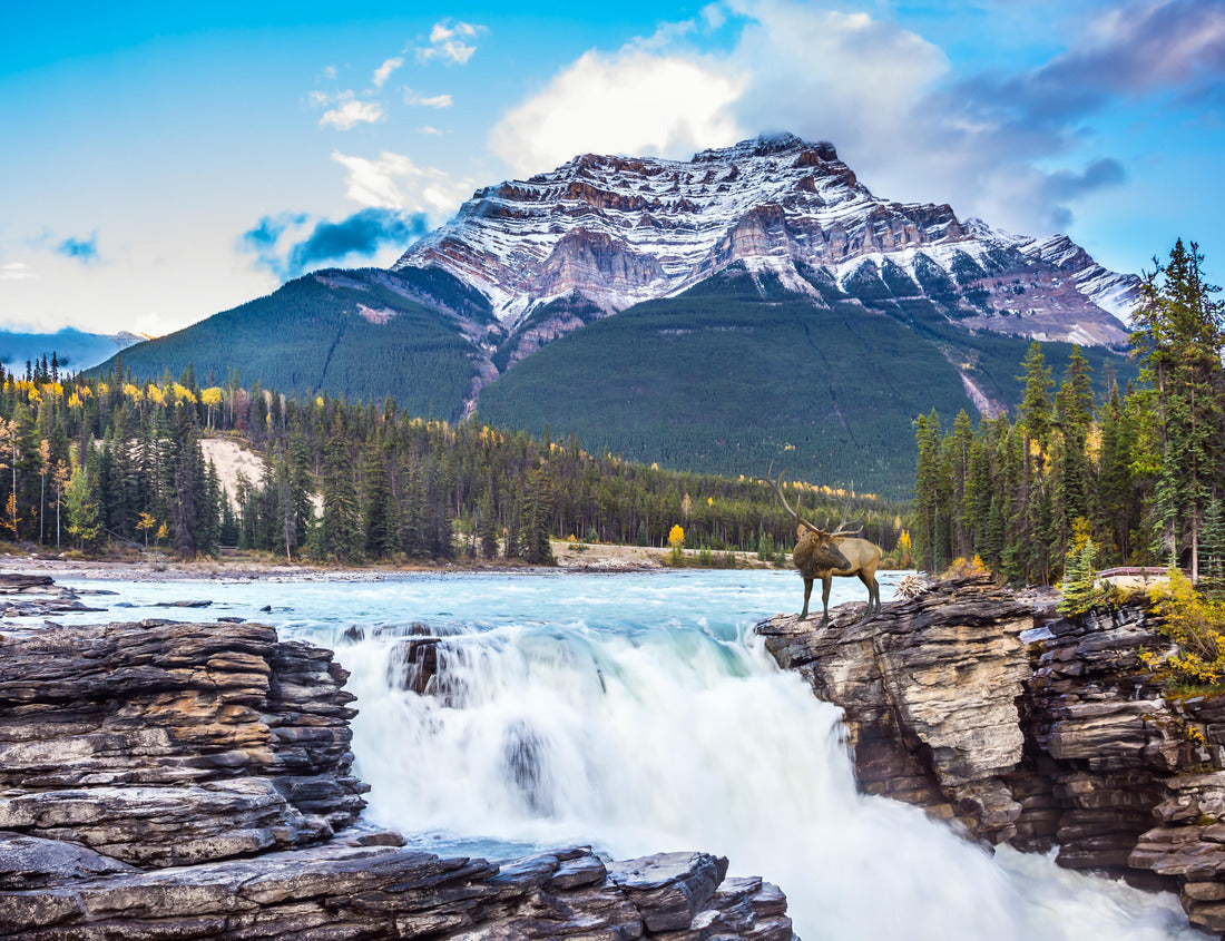ImagiCan Jigsaw Puzzle Red deer at waterfall. Jasper Park 1000 pieces