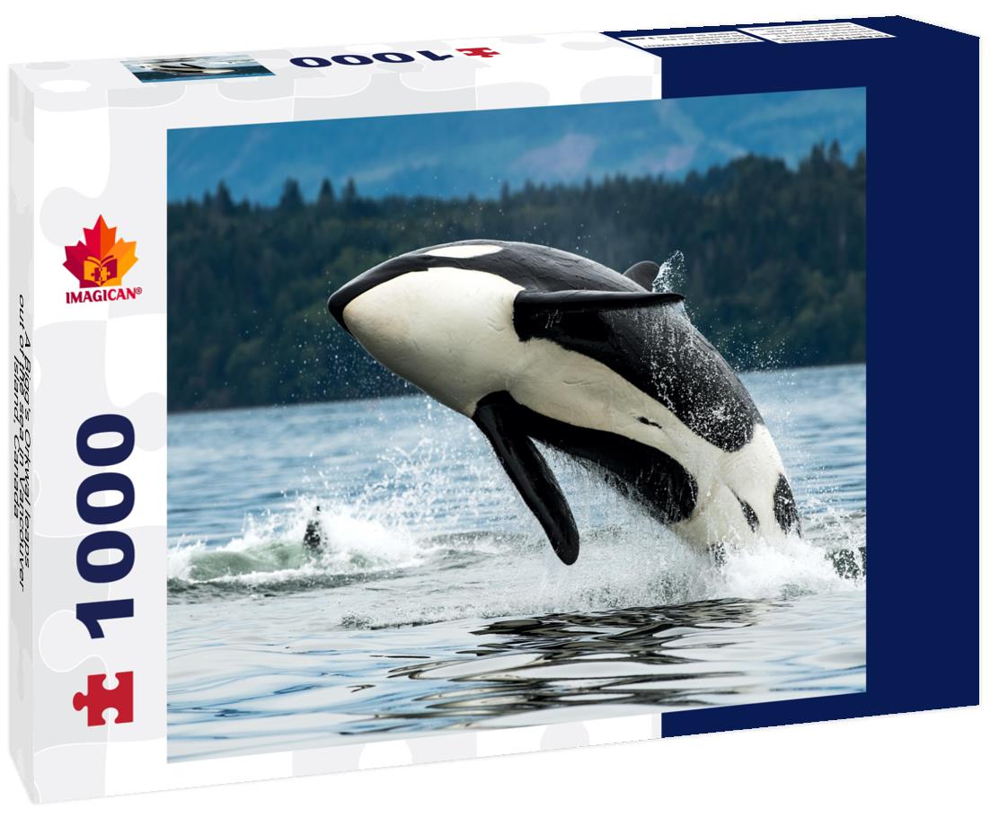 A Bigg's Orkwal leaps out of the sea in Vancouver Island, Canada 1000pc Puzzle