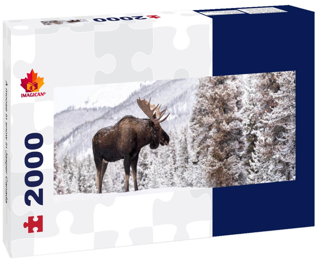 A moose in snow in Jasper Canada 2000pc Panoramic Puzzle
