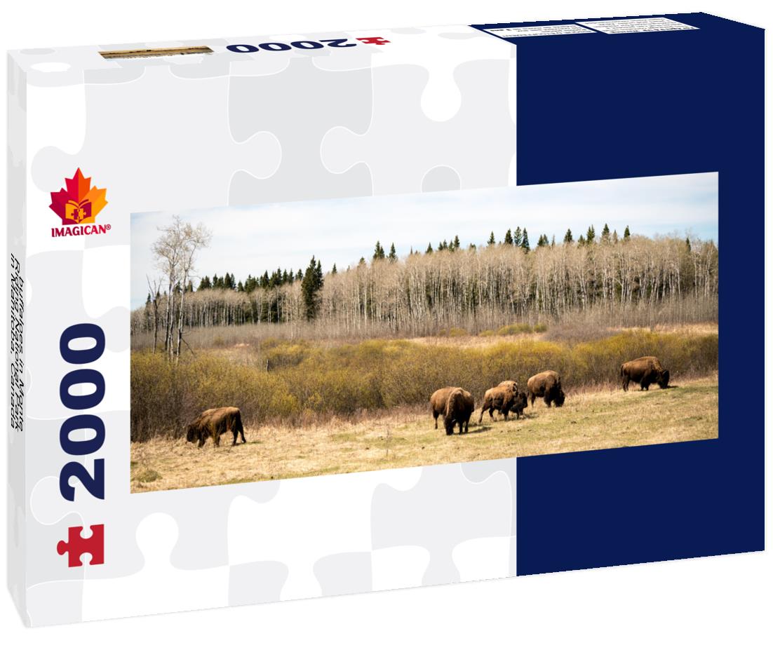 Buffalo in Monte-Riding National Park in Manitoba, Canada 2000pc Panoramic Puzzle
