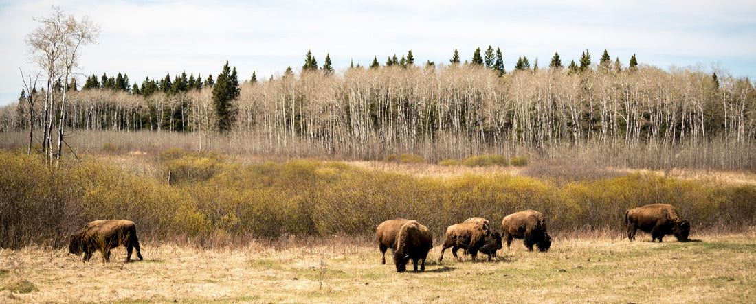 Buffalo in Monte-Riding National Park in Manitoba, Canada 2000pc Panoramic Puzzle