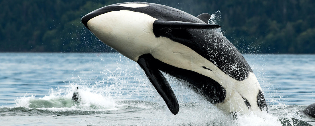 A Bigg's Orkwal leaps out of the sea in Vancouver Island, Canada 2000pc Panoramic Puzzle