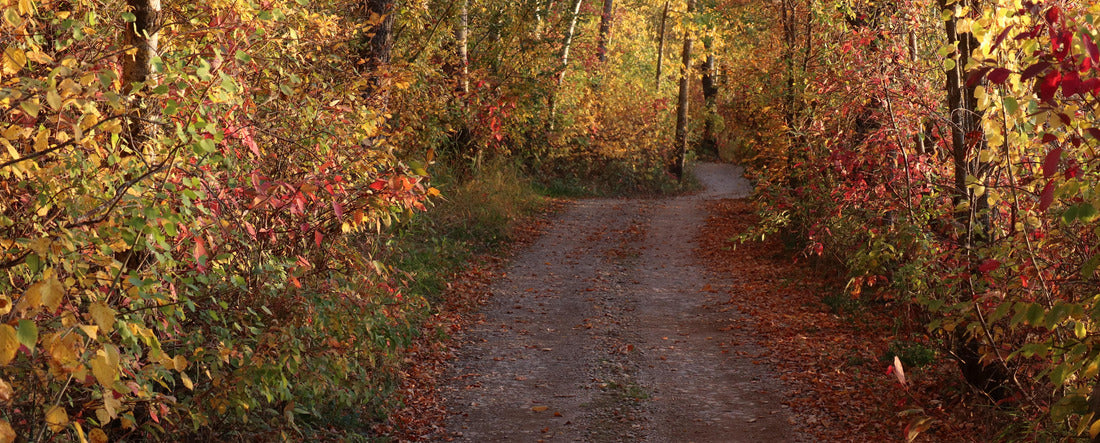 Country lane in fall with beautiful fall colors in Manitoba, Canada 2000pc Panoramic Puzzle