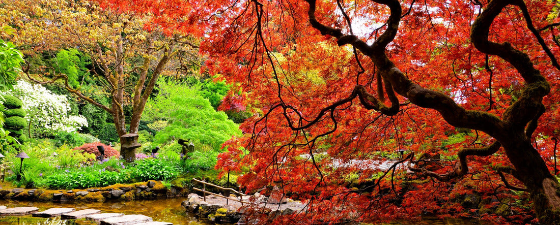 Pond with overhanging red Japanese apples in spring, Victoria, BC, Canada 2000pc Panoramic Puzzle