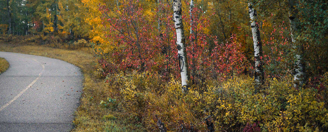 Beautiful fall forest with fall leaf color along the Trans Canada Trail 2000pc Panoramic Puzzle