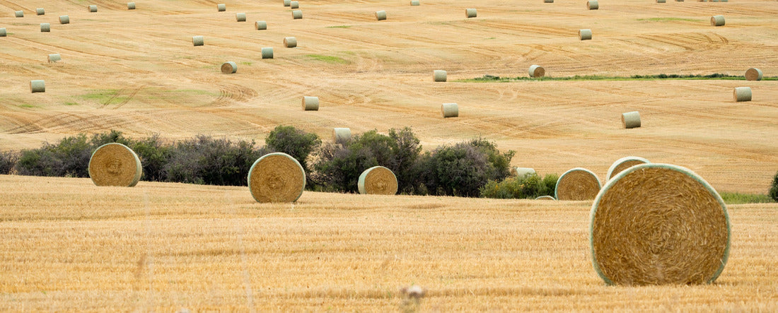 Round Hay bales after fall harvest in Rocky View County Alberta 2000pc Panoramic Puzzle