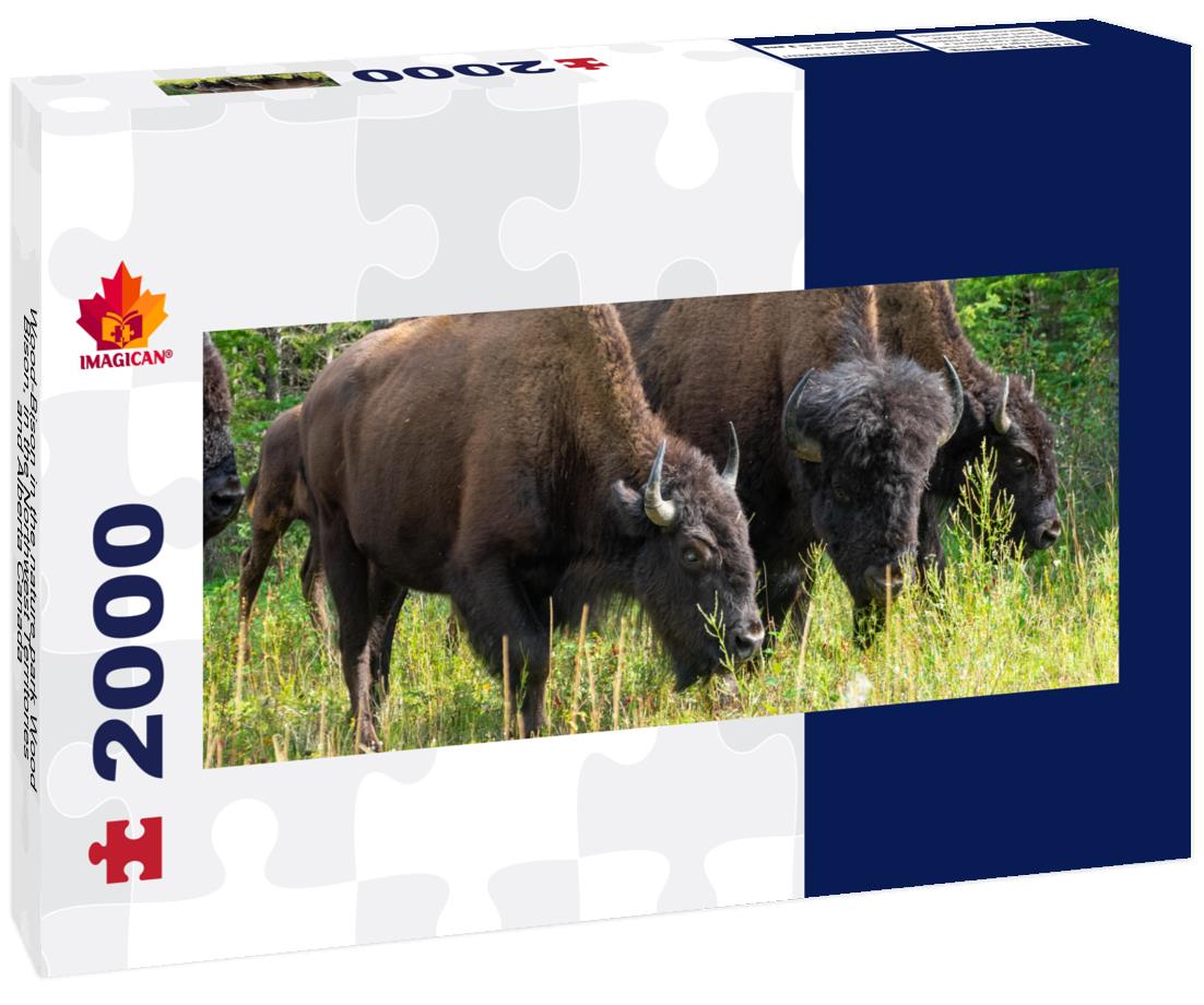 Wood Bison in the Northwest Territories and Alberta Canada 2000pc Panoramic Puzzle