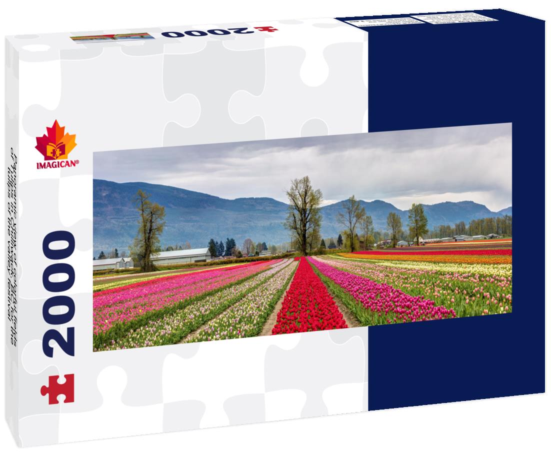 colorful fields of Tulips in Chilliwack, BC 2000pc Panoramic Puzzle