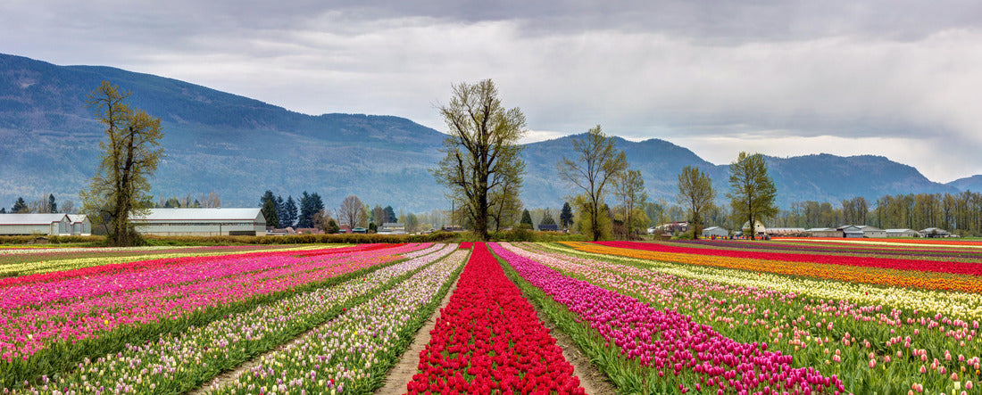 colorful fields of Tulips in Chilliwack, BC 2000pc Panoramic Puzzle