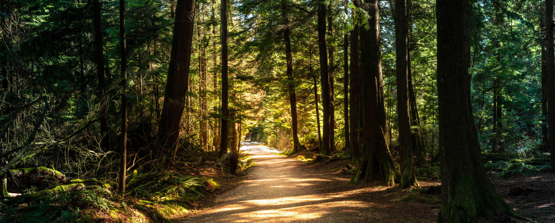 British Columbia forest with whimsical lights and colors 2000pc Panoramic Puzzle