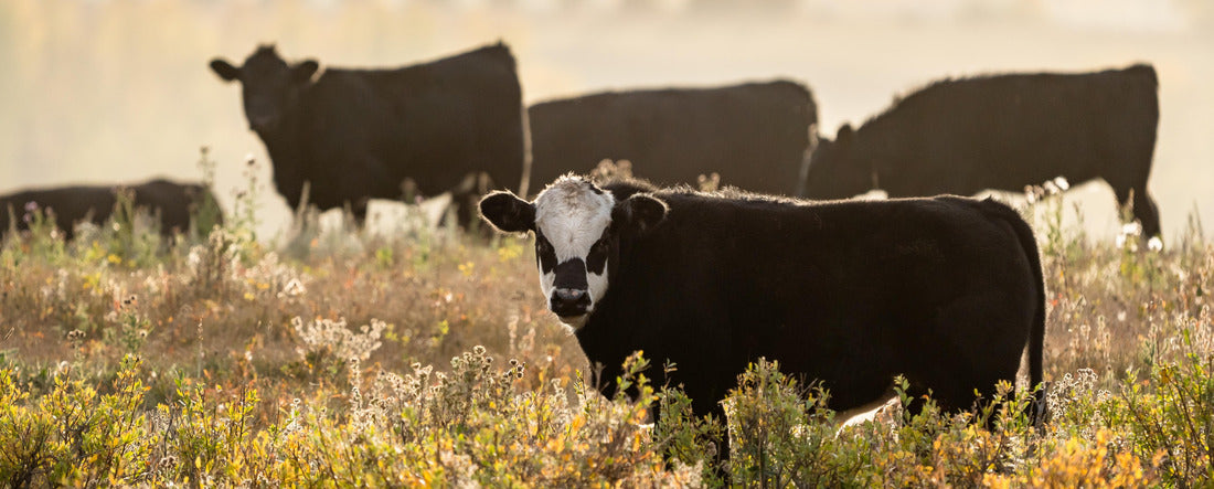 Herd of cattle grazing on ranch lands in Alberta 2000pc Panoramic Puzzle