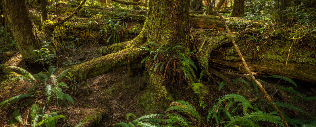 Pacific Rim National Park in Vancouver Island near Tofino. British Columbia. 2000pc Panoramic Puzzle