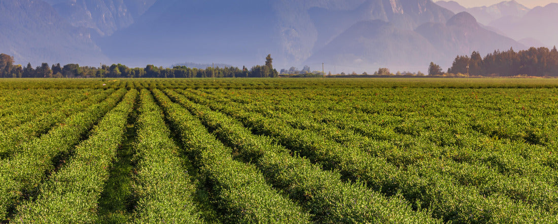 Blueberry field and mountains in the distance in British Columbia, Vancouver 2000pc Panoramic Puzzle
