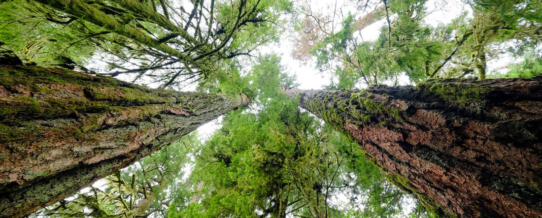 ImagiCan Jigsaw Puzzle Tower of Douglas Fir in the cathedral of Vancouver Island 2000 pieces panorama
