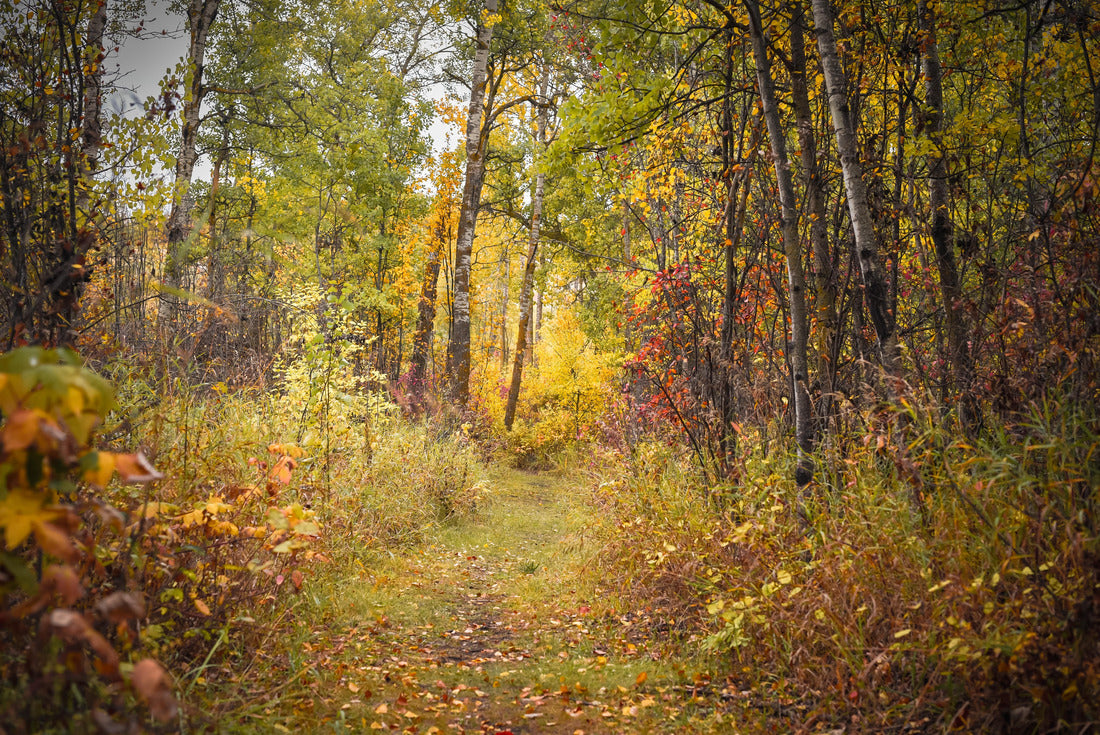 Beautiful fall scenery in Alberta, Canada 2000pc Puzzle