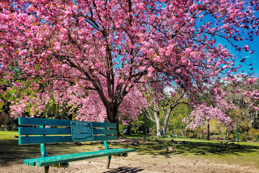 Beacon Hill Park, Victoria, British Columbia 2000pc Puzzle