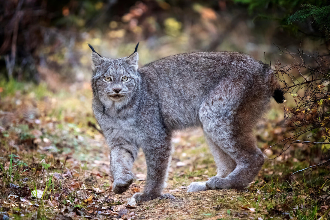 Lynx in Wildriding Mountain National Park, Canada 2000pc Puzzle