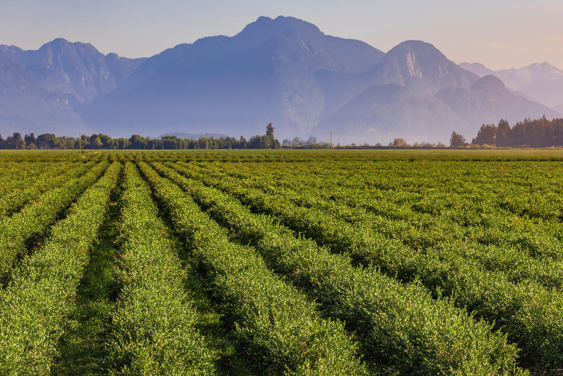 Blueberry field and mountains in the distance in British Columbia 2000pc Puzzle