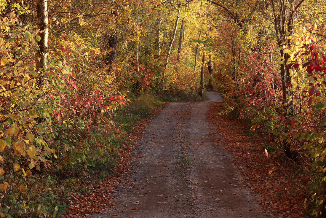 Country lane in fall with beautiful fall colors in Manitoba, Canada 2000pc Puzzle