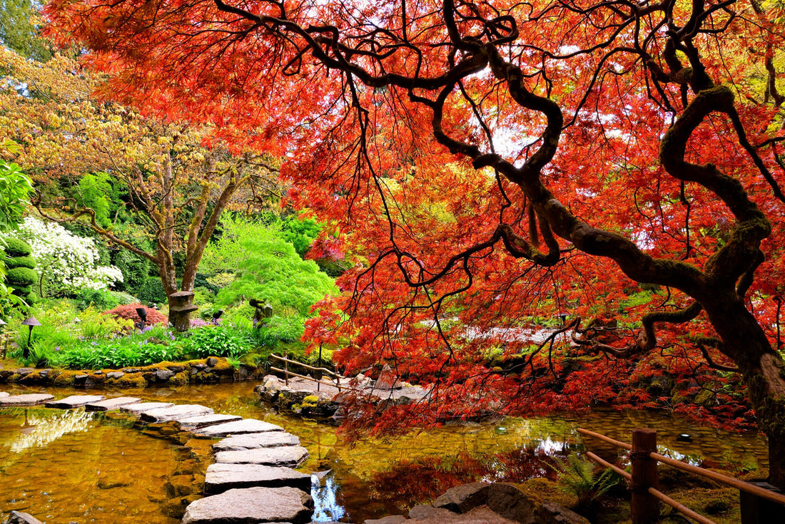 Pond with overhanging red Japanese apples in spring, Victoria, BC, Canada 2000pc Puzzle
