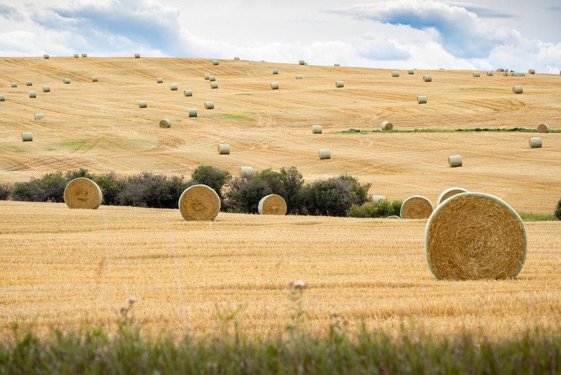 Round Hay bales on the open prairies after fall harvest in Rocky View County Alberta 2000pc Puzzle