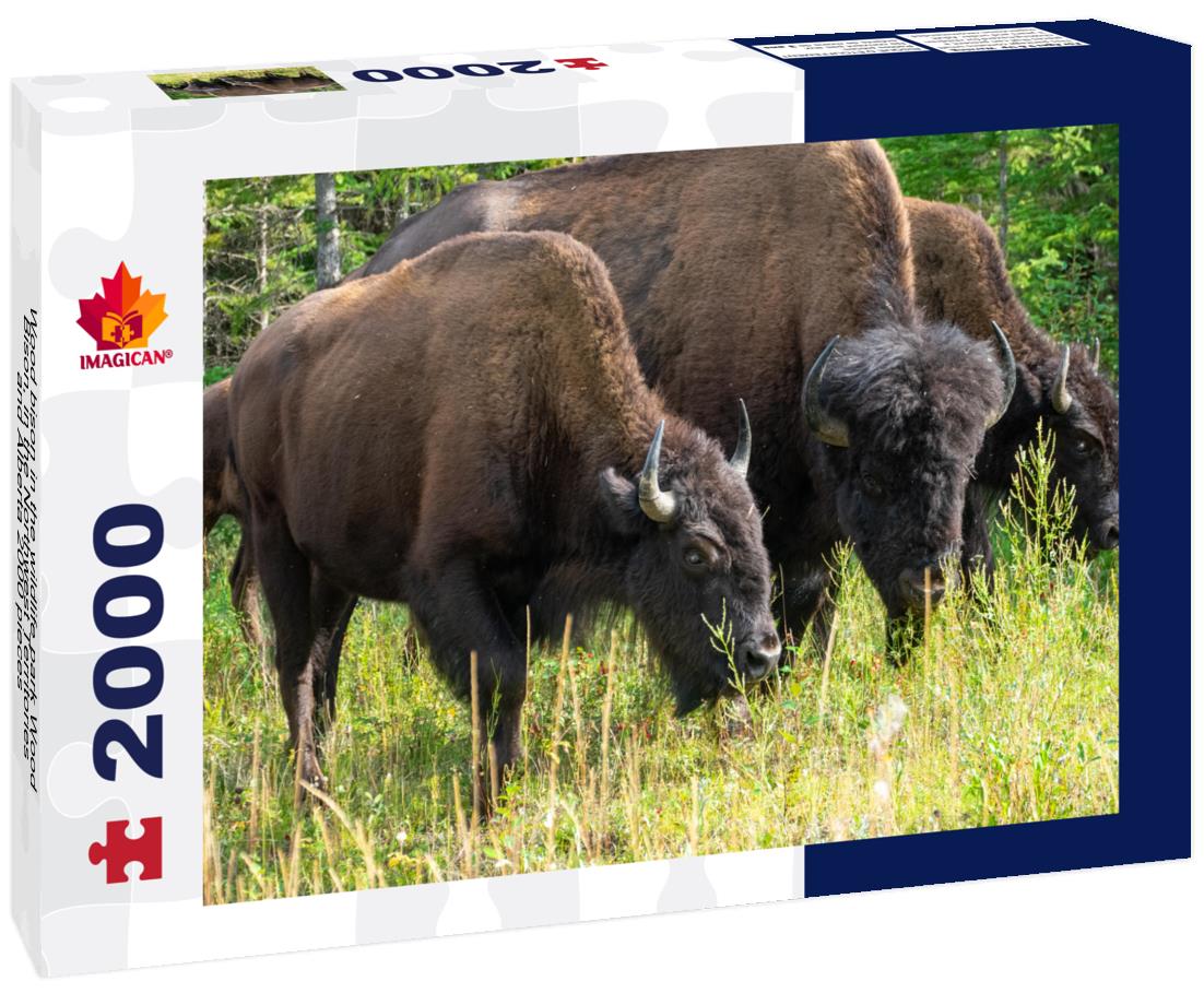 Wood bison in the wildlife park Wood Bison, in the Northwest Territories and Alberta 2000pc Puzzle