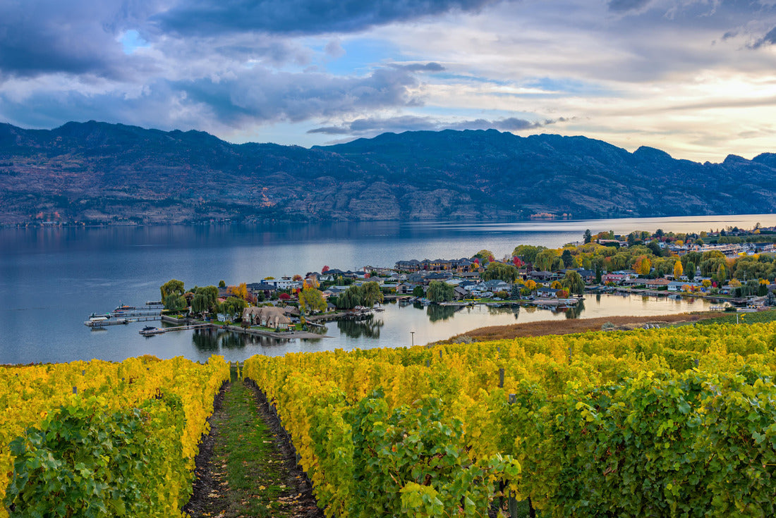 Vineyard overlooking a subdivision of Okanagan Lake Kelowna British Columbia in the fall 2000pc Puzzle