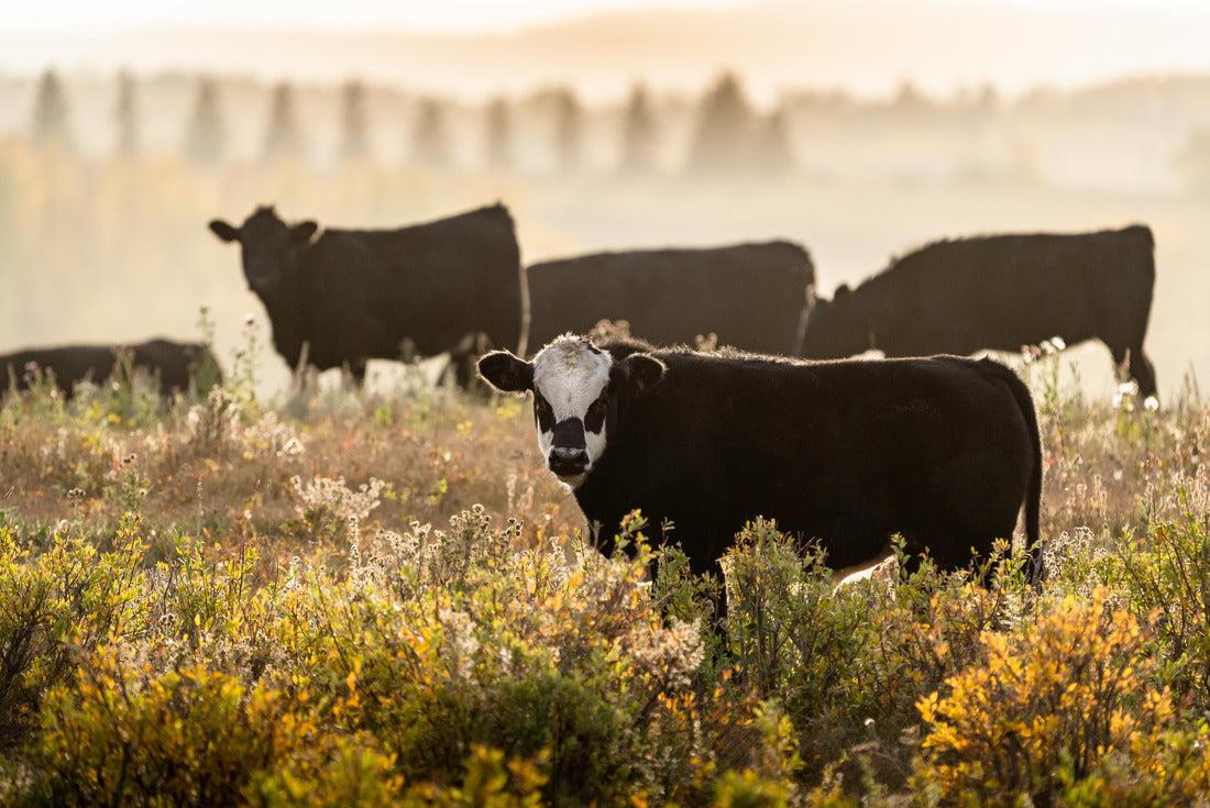 Herd of cattle grazing, Alberta 2000pc Puzzle