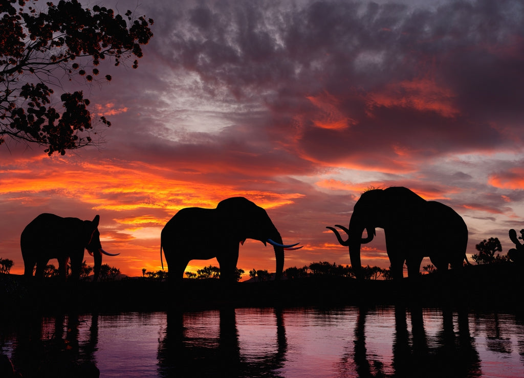 Elephants in the sunset at a river