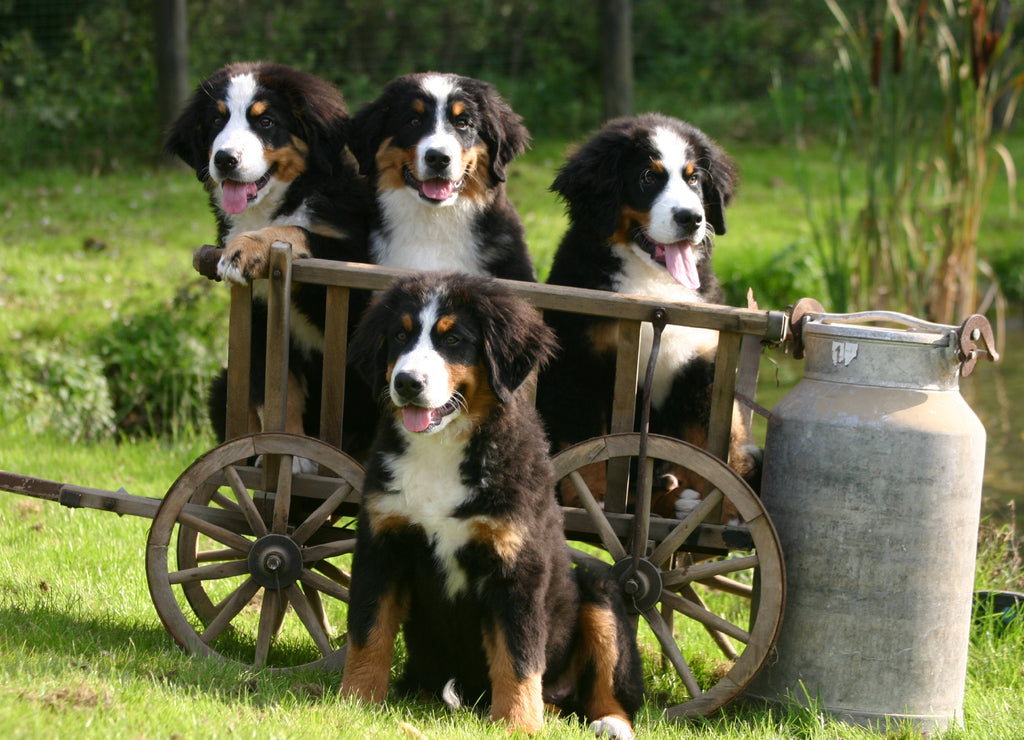 Bernese mountain dog