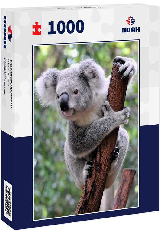 Koala Australia