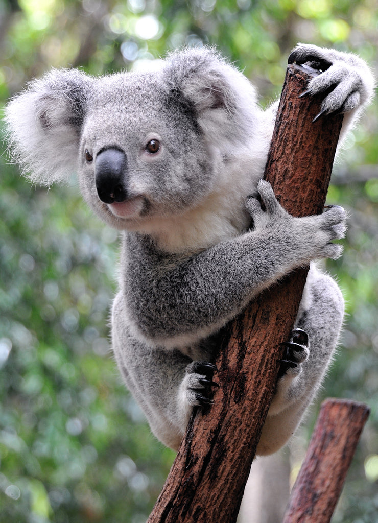 Koala Australia