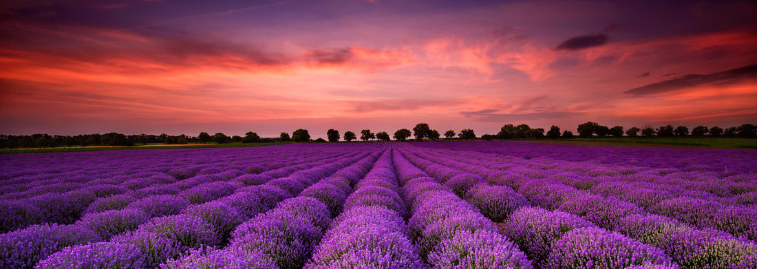 Noah Jigsaw Puzzle Breathtaking landscape with lavender field at sunset, Panorama 1000 Pieces