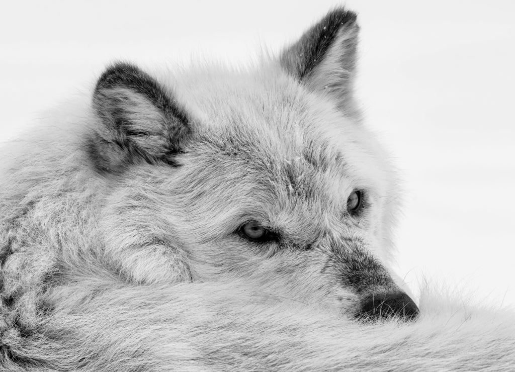 Gray Wolf, Wolf Discovery Center, West Yellowstone, Montana in black white