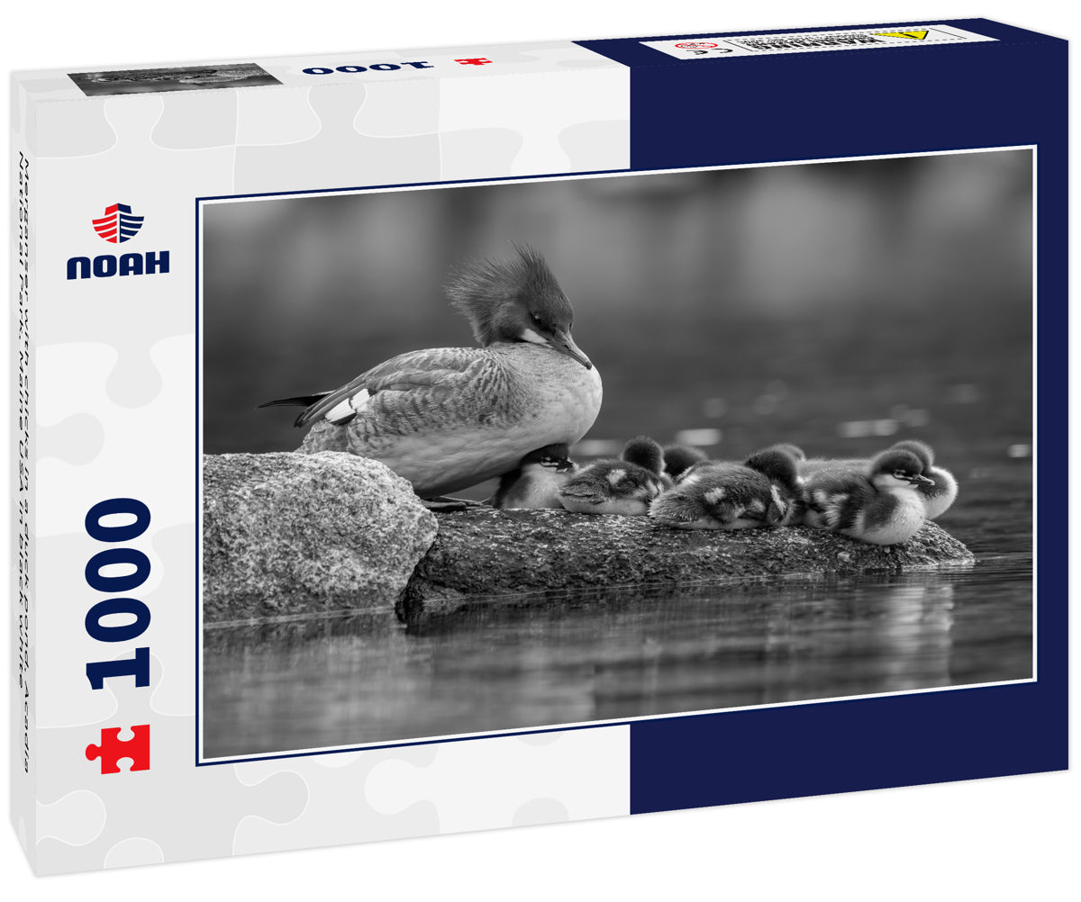 Merganser with chicks in a duck pond, Acadia National Park, Maine USA in black white