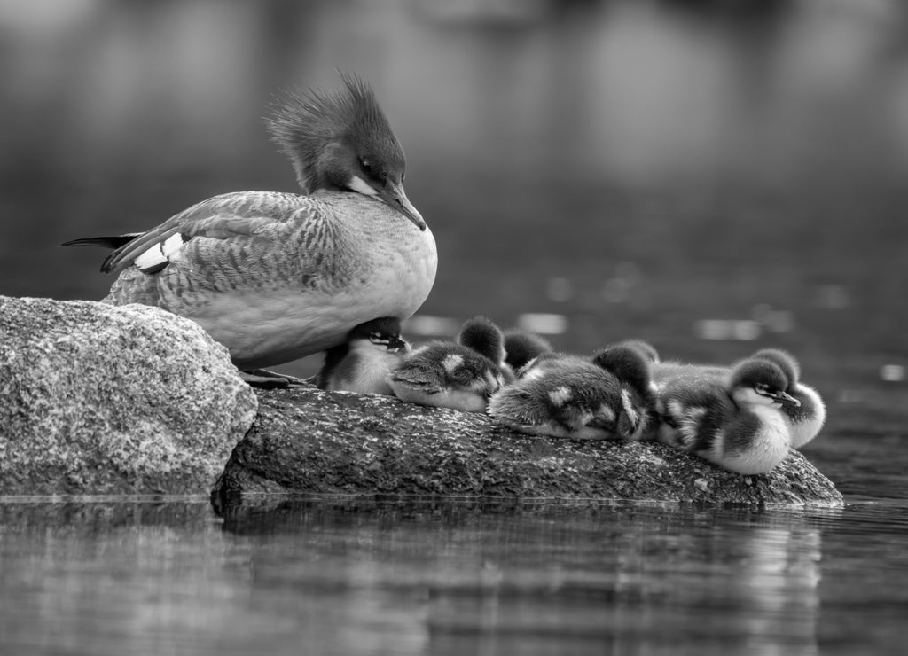 Merganser with chicks in a duck pond, Acadia National Park, Maine USA in black white
