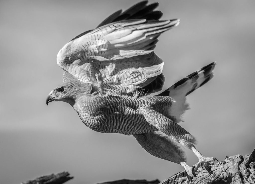 Gray Hawk Tucson Arizona in black white