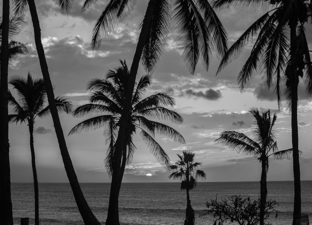 Sunset with palm trees at Papohaku beach on Molokai, Hawaii in black white