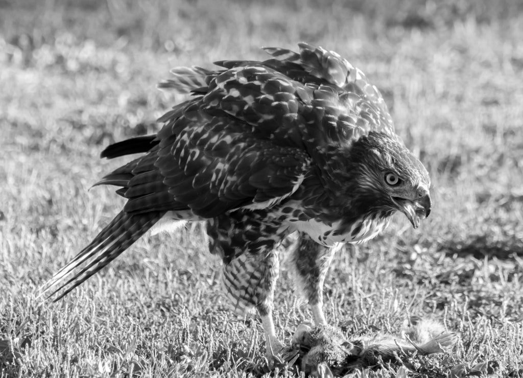 Juvenile Red-tailed Hawk feeding on dead squirrel. Santa Clara County, California, USA in black white