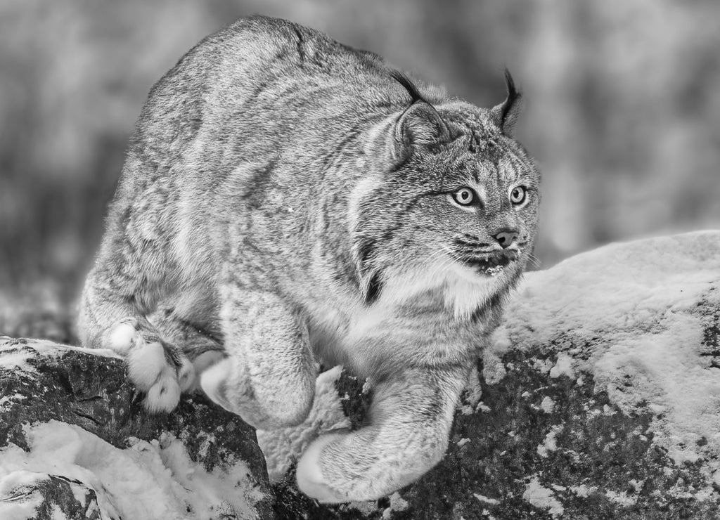 Leaping Lynx, Haines, Alaska in black white