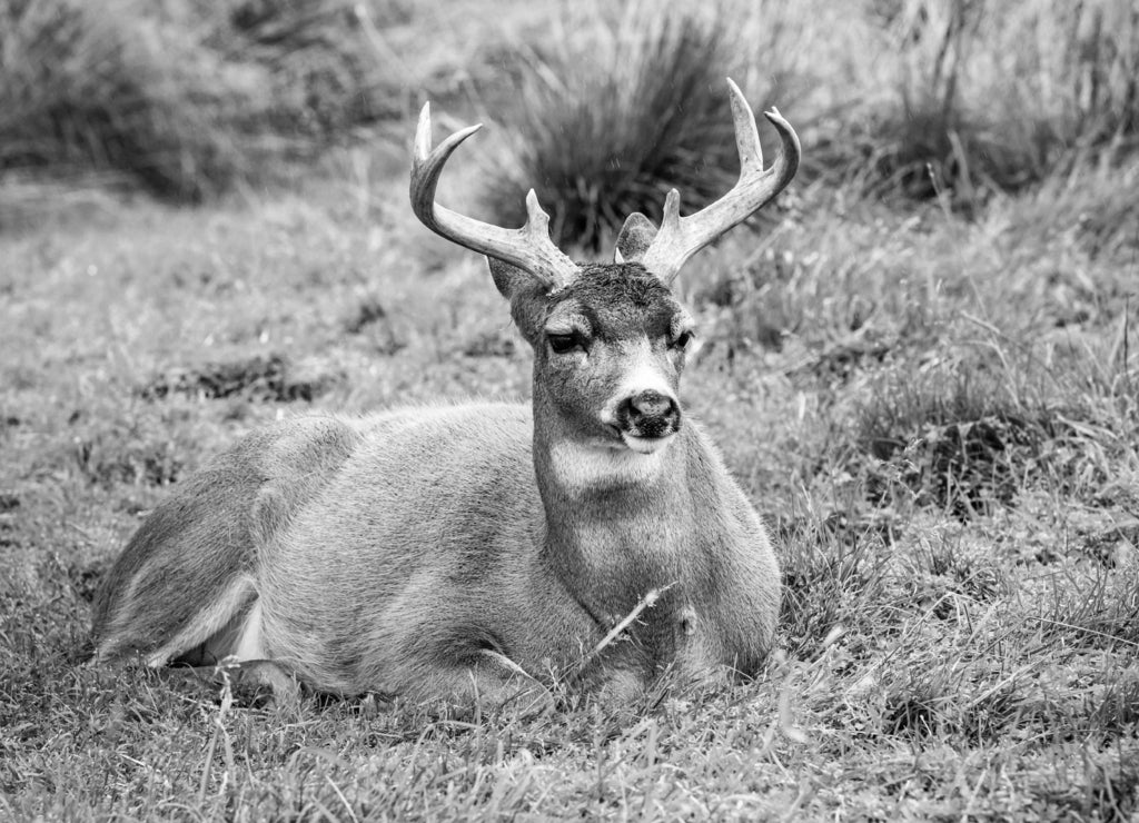 Alaska male sitka black-tailed deer close up portrait in black white