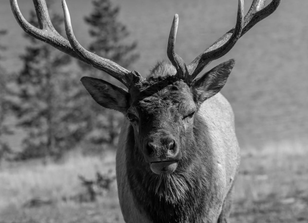 Bull elk (Cervus canadensis); Yellowstone NP; Wyoming in black white