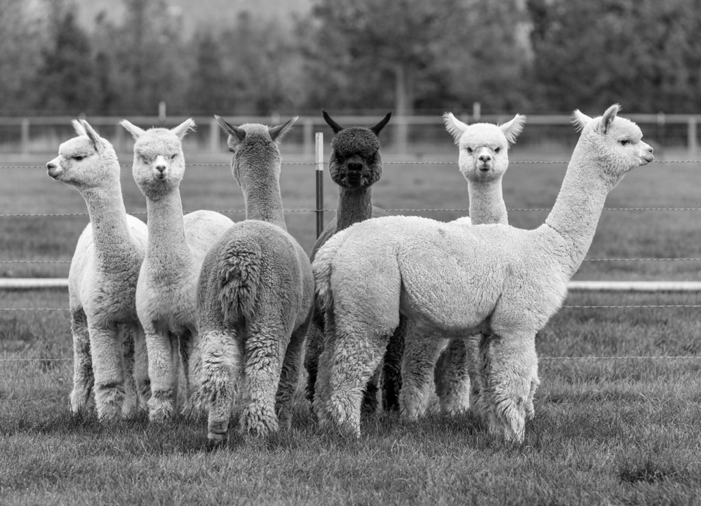 Alpacas on a farm in Oregon in black white