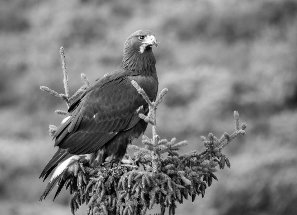 Close up golden eagle portrait at Denali National Park in Alaska in black white