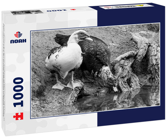 Pair of colorful geese looking at the edge of a lake in Fairmount park Riverside, California in black white