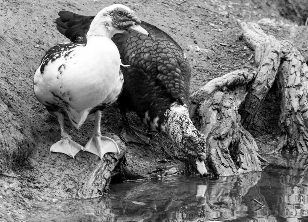 Pair of colorful geese looking at the edge of a lake in Fairmount park Riverside, California in black white